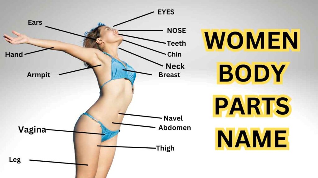 women body parts name list