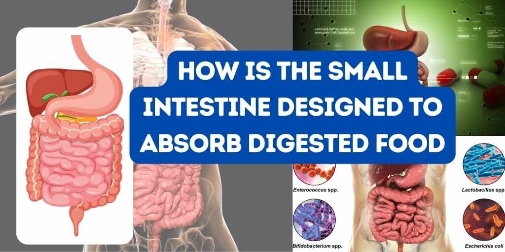 How is the Small Intestine Designed to Absorb Digested Food  functions physiology anatomy structure digestive system