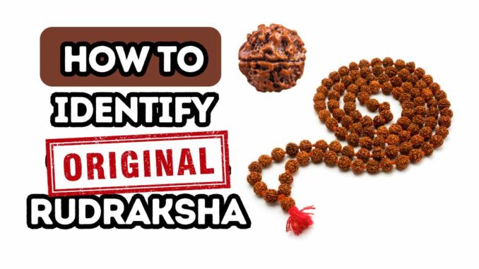 How to identify original Rudraksha